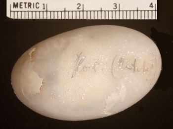 Media type: image;   Herpetology R-4928